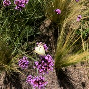 Showtuin Aartselaar Stipa Verbena Vlinder Showtuin rreac04 Publiek Aartselaar Stipa Verbena Vlinder